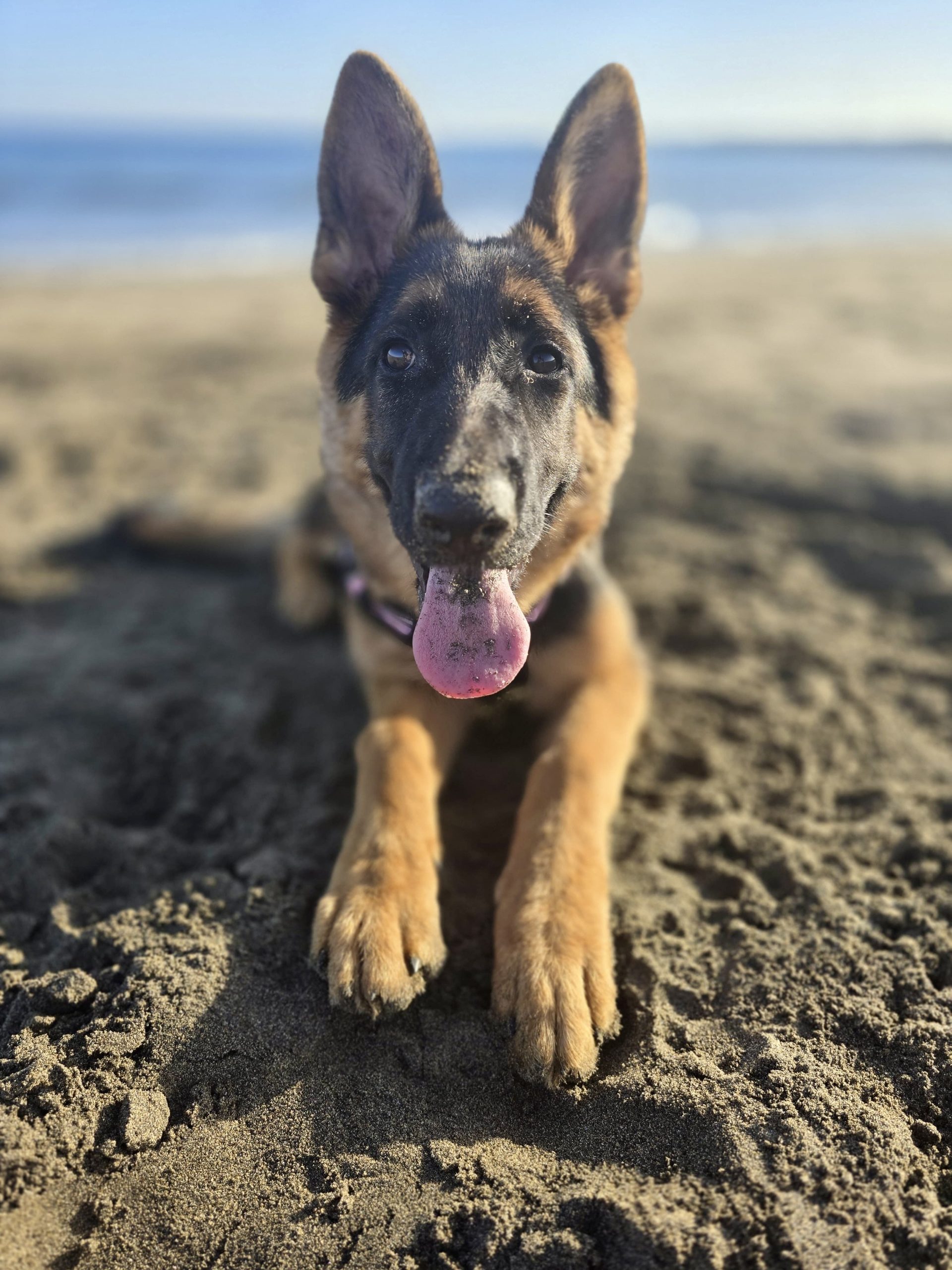 Criador de Pastor Alemán Negro Fuego en Canarias