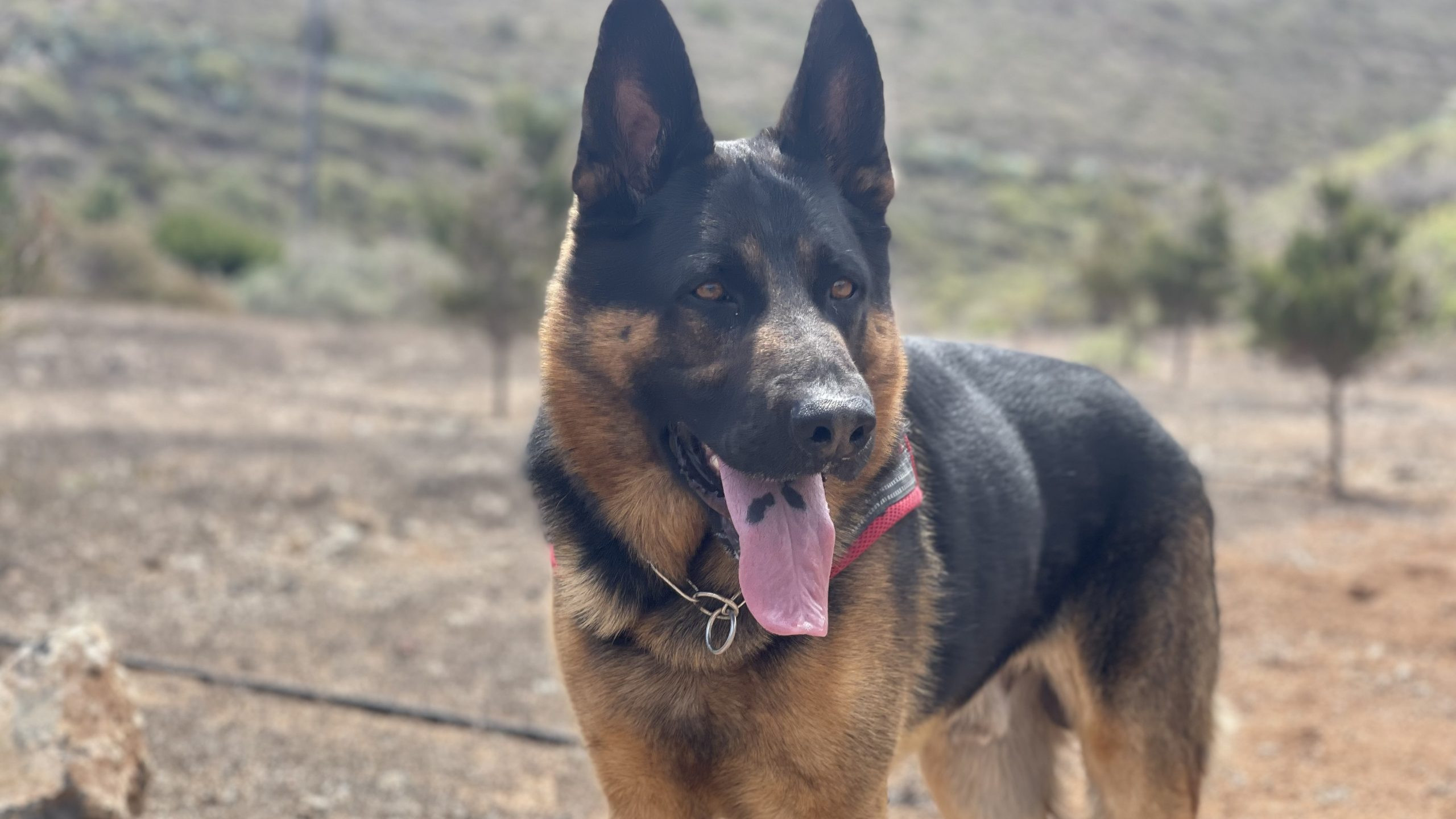 Cría profesional de pastores alemanes negro fuego y negro sólido