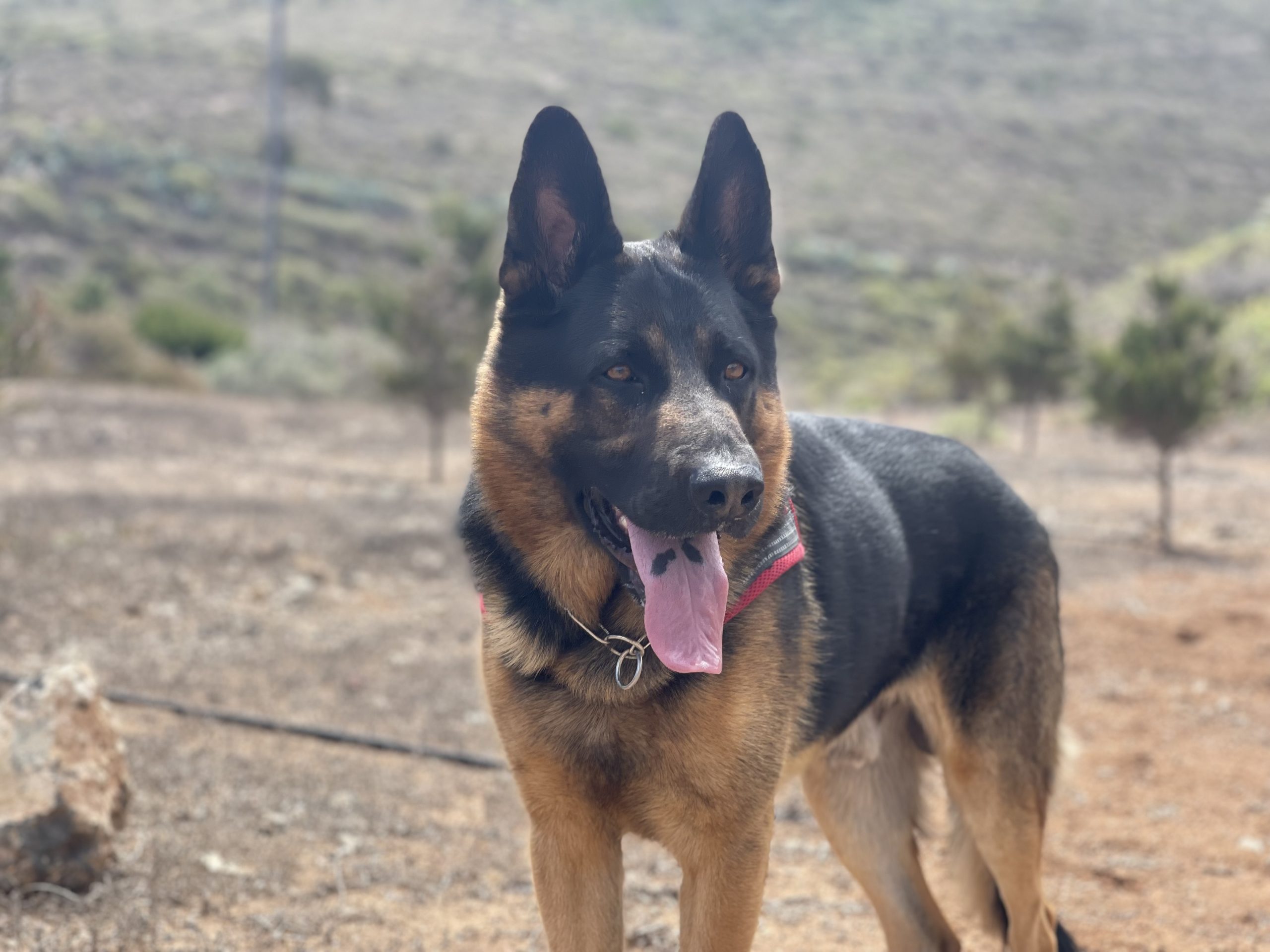 Cría profesional de pastores alemanes negro fuego y negro sólido