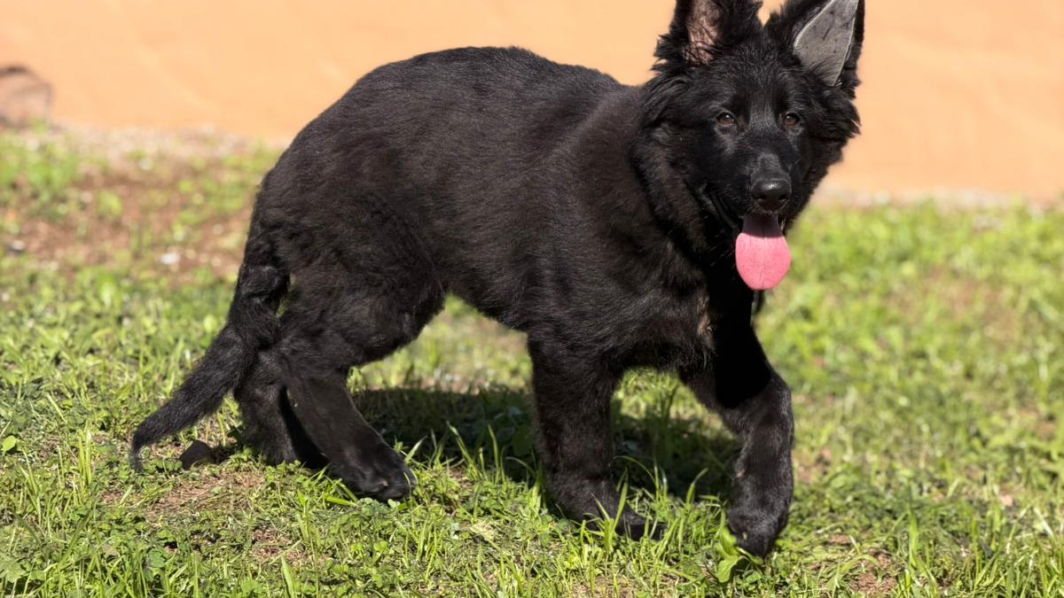 Criador de Pastor Alemán Negro Sólido en Canarias