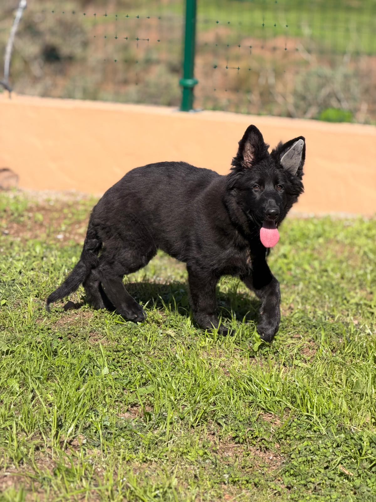 Criador de Pastor Alemán Negro Sólido en Canarias