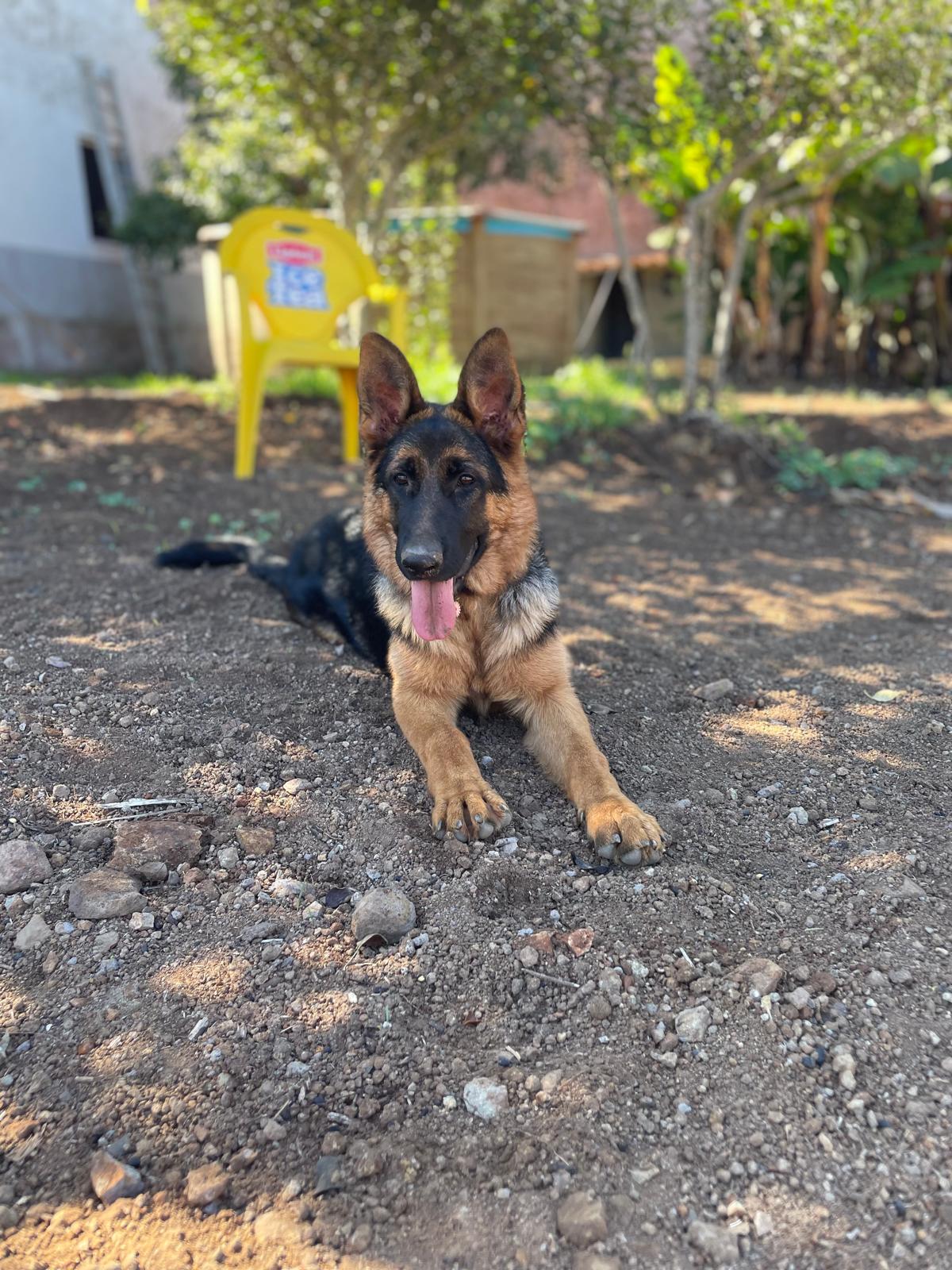 Criador de Pastor Alemán Negro Fuego en Madrid