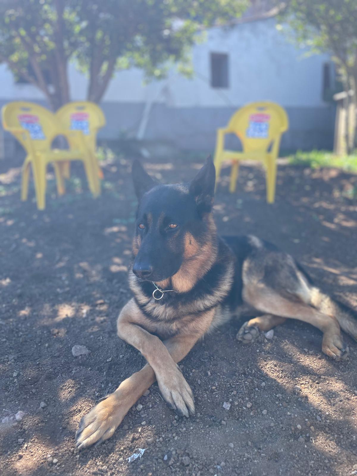 Criador de Pastor Alemán Negro Fuego en España