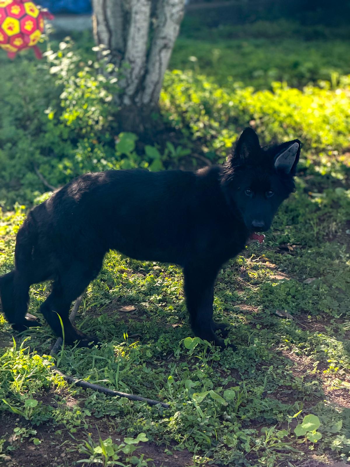Criador de Pastor Alemán Negro Sólido en España