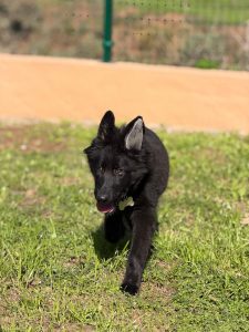 Criador de Pastor Alemán Negro Sólido en Madrid