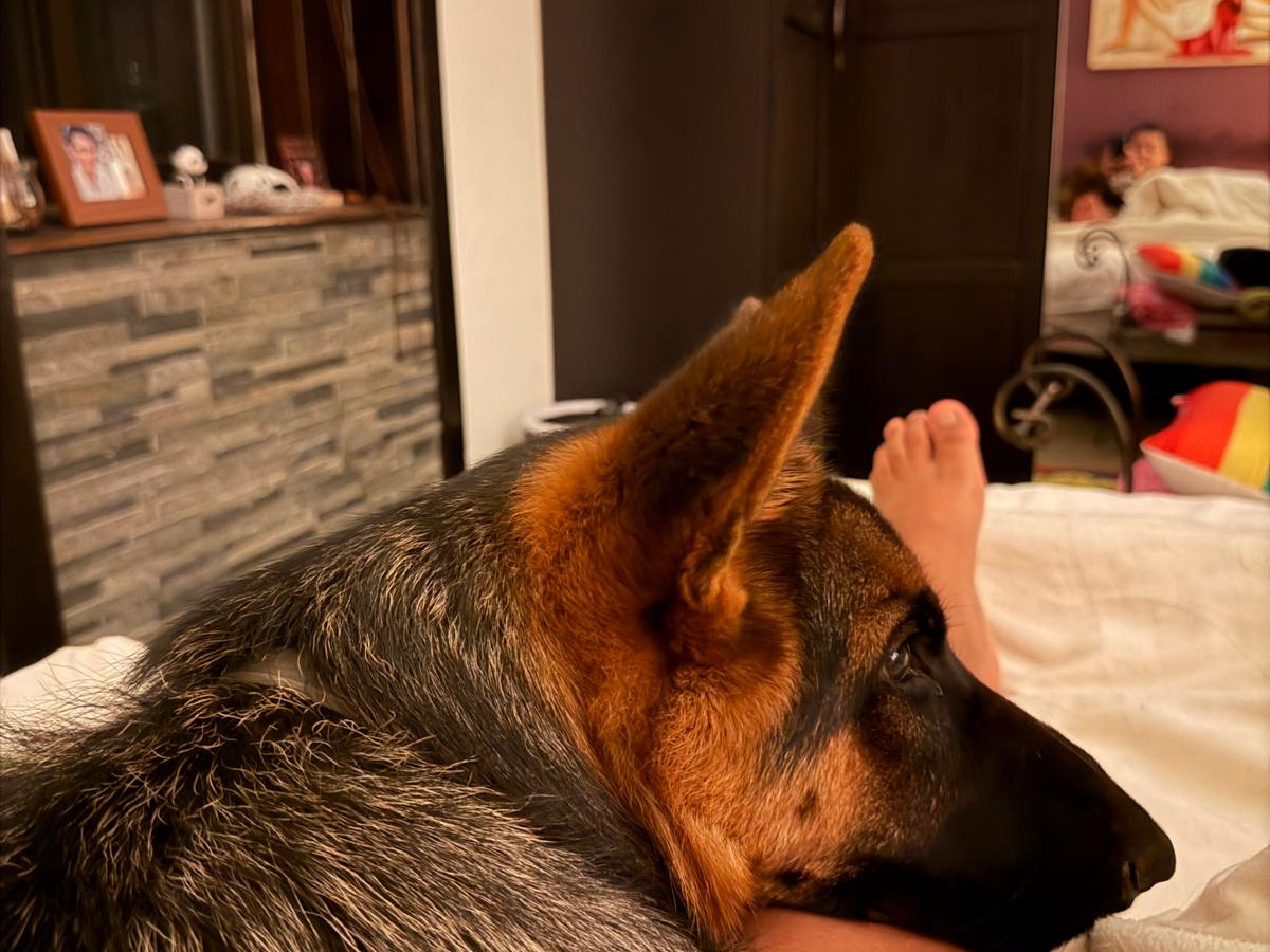 10 Formas en que tu perro te cuida sin que lo notes