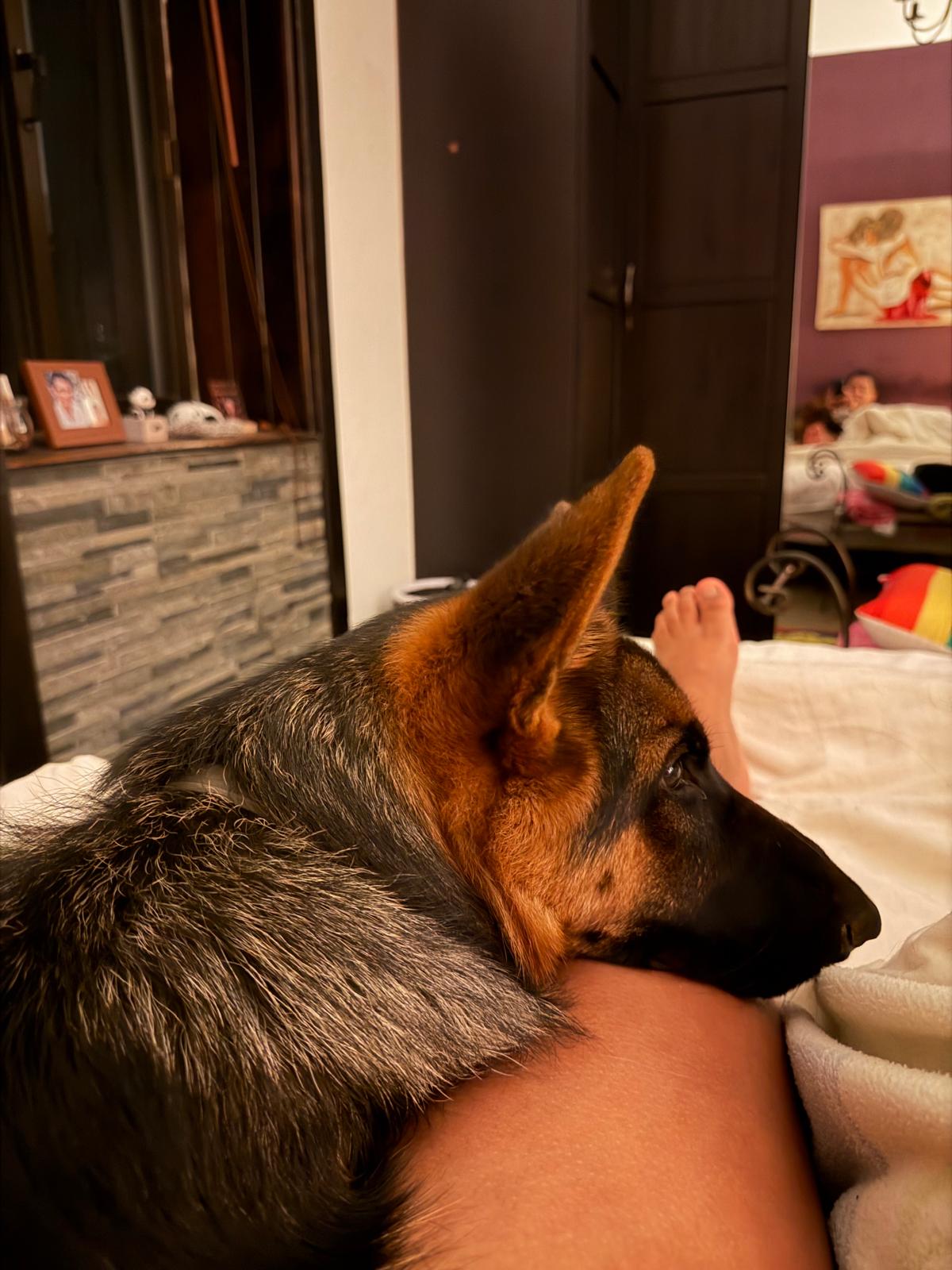 10 Formas en que tu perro te cuida sin que lo notes