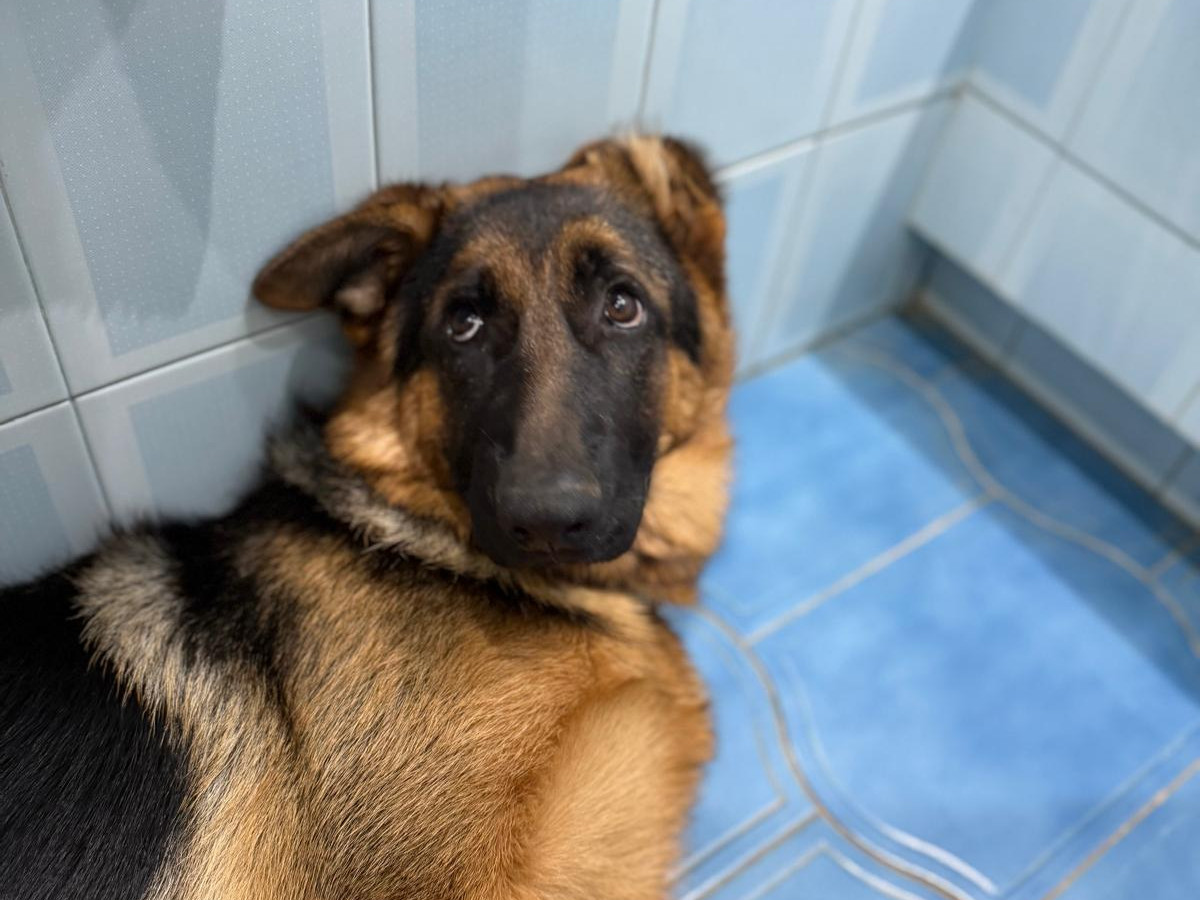 10 Momentos Cotidianos que Fortalecen el Vínculo con tu Perro