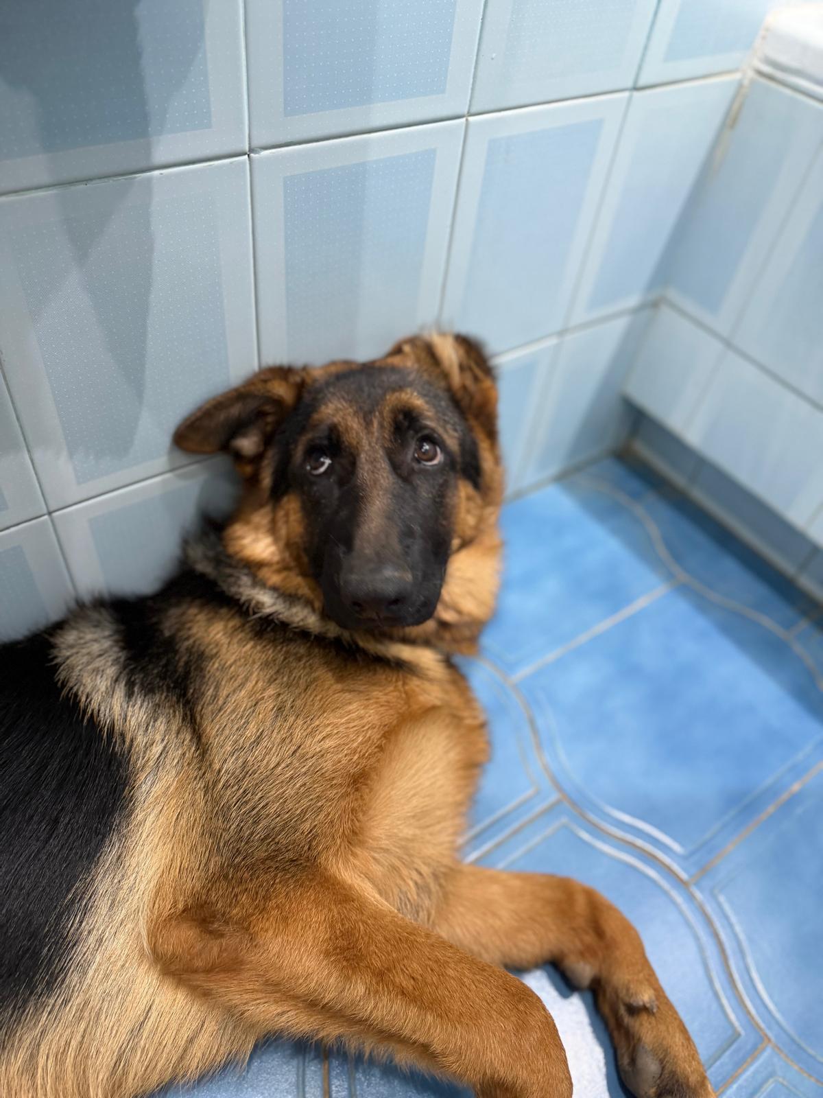 10 Momentos Cotidianos que Fortalecen el Vínculo con tu Perro