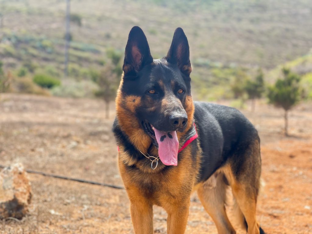 Pastor Alemán Negro Fuego Para Monta