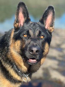 Pastor Alemán Negro Fuego Para Monta